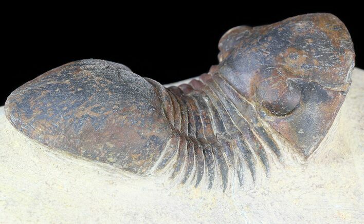 Paralejurus Trilobite Fossil - Foum Zguid, Morocco #53212